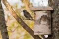 Birch bird box large - handmade from natural silver birch - FSC certified