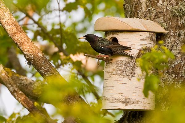 Birch bird box large - handmade from natural silver birch - FSC certified