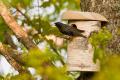 Birch bird box small - handmade from natural silver birch - FSC certified