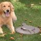 Doggie Dooley 3000 septic tank system for 2-4 dogs (tank style)