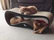 Lui Cat Scratcher / Bed / Lounger - eco-friendly dense board - BROWN