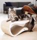 Lui Cat Scratcher / Bed / Lounger - eco-friendly dense board - BROWN